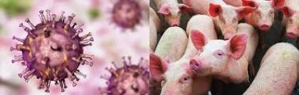 PESTE SUINA AFRICANA - MISURE DI ERADICAZIONE E SORVEGLIANZA